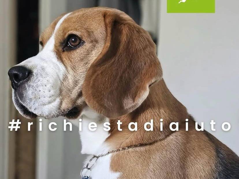 Adozione cane, maschio, Beagle  Razza sconosciuta, 2 anni e 2 mesi, taglia media, Milano