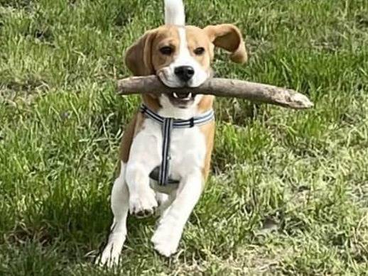 Adotta un cane, maschio, 2 anni e 2 mesi, Milano