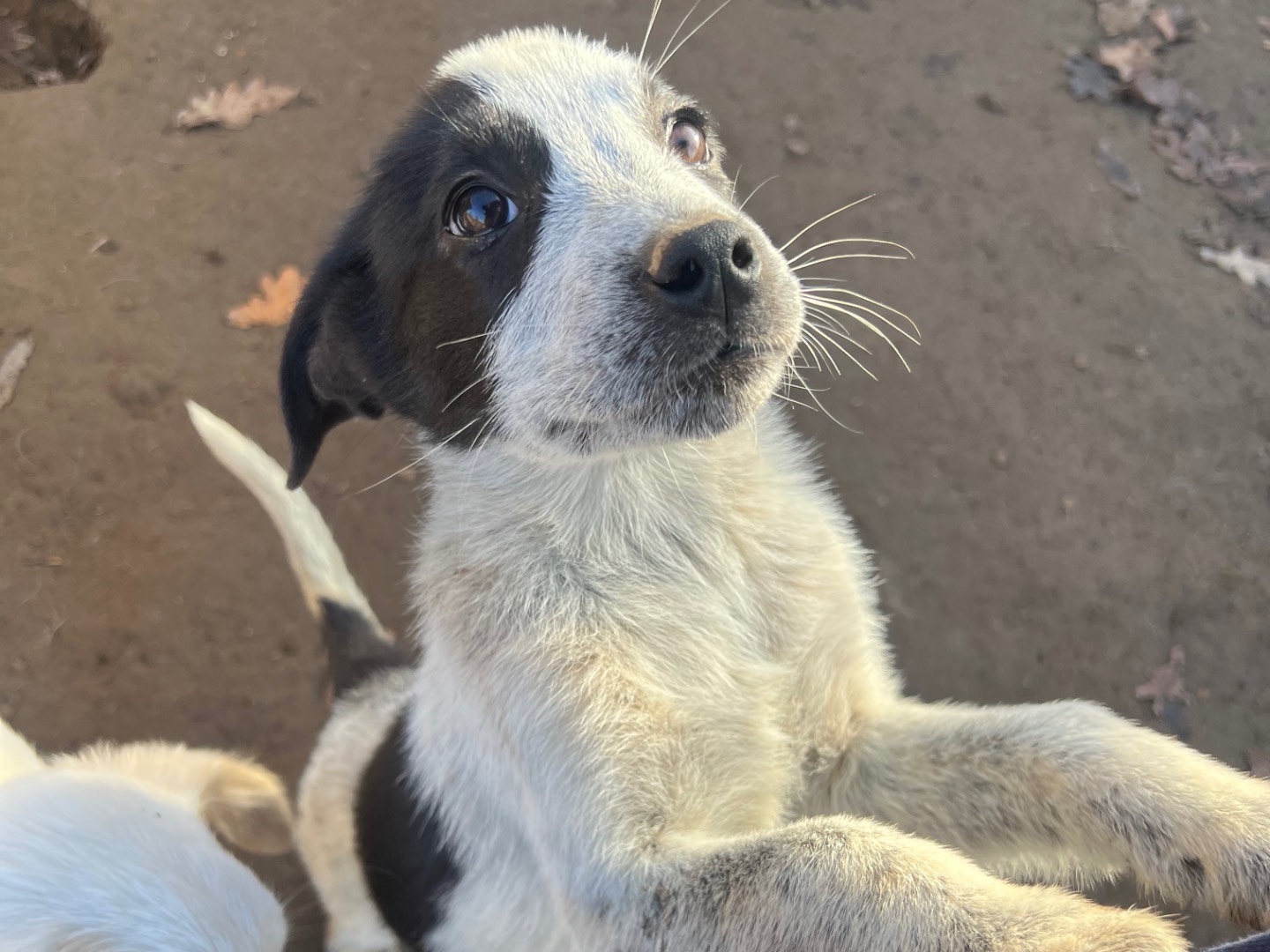 Adozione cane, femmina, Razza sconosciuta Razza sconosciuta, 3 mesi, taglia media, Roma