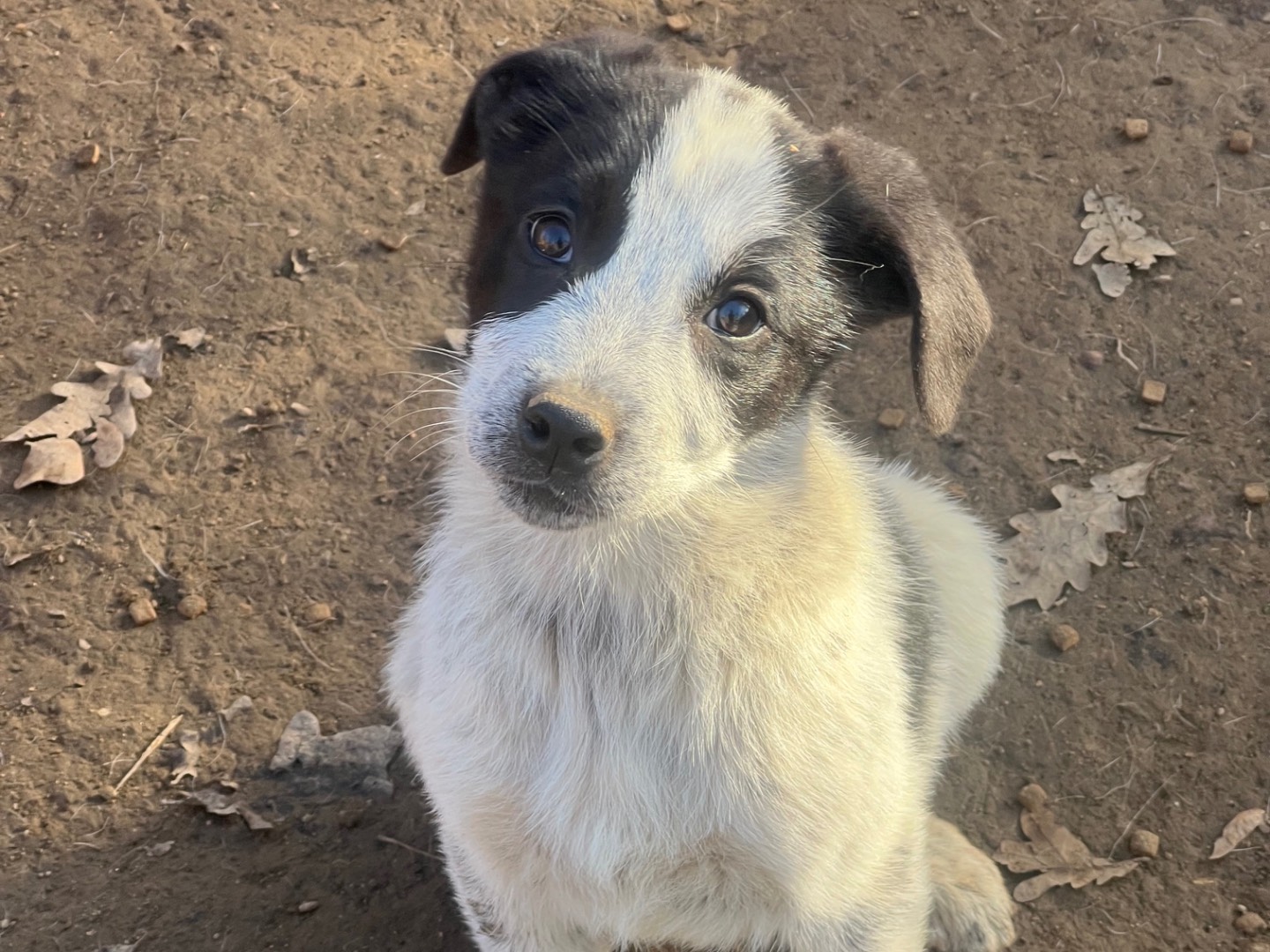 Adotta un cane, femmina, 3 mesi, Roma