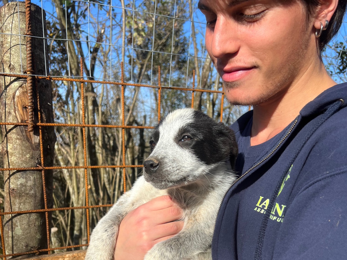 Vuoi adottare un cane a Roma?