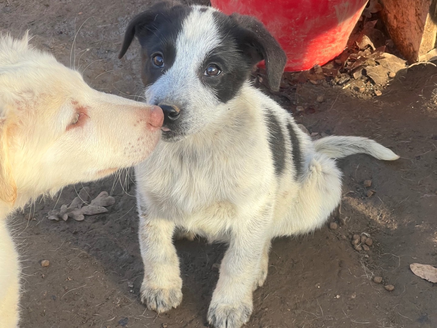 Adotta il cane Easy a Roma