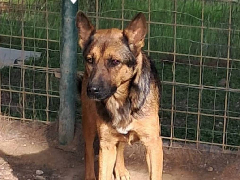 Adotta un cane, femmina, 2 anni e 1 mese, Barletta