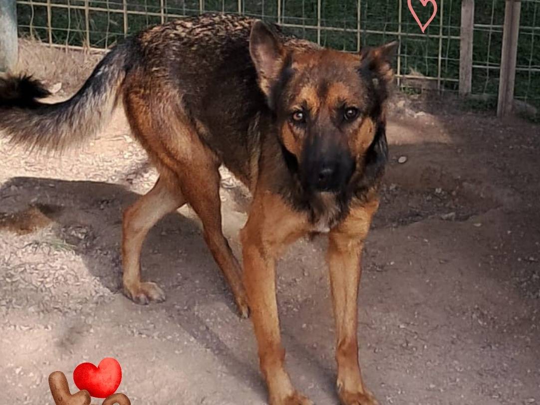 Adotta un cane, taglia media, femmina, Barletta