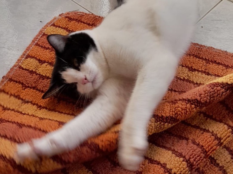 Adotta un gatto, taglia non valida, maschio, Alessandria