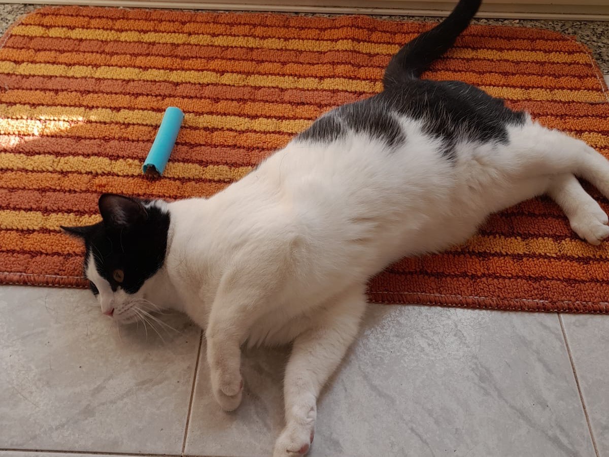 Vuoi adottare un gatto a Alessandria?