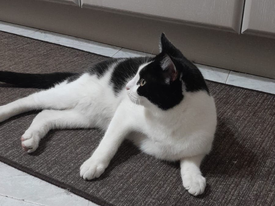 Adotta un gatto, maschio, 8 mesi, Asti