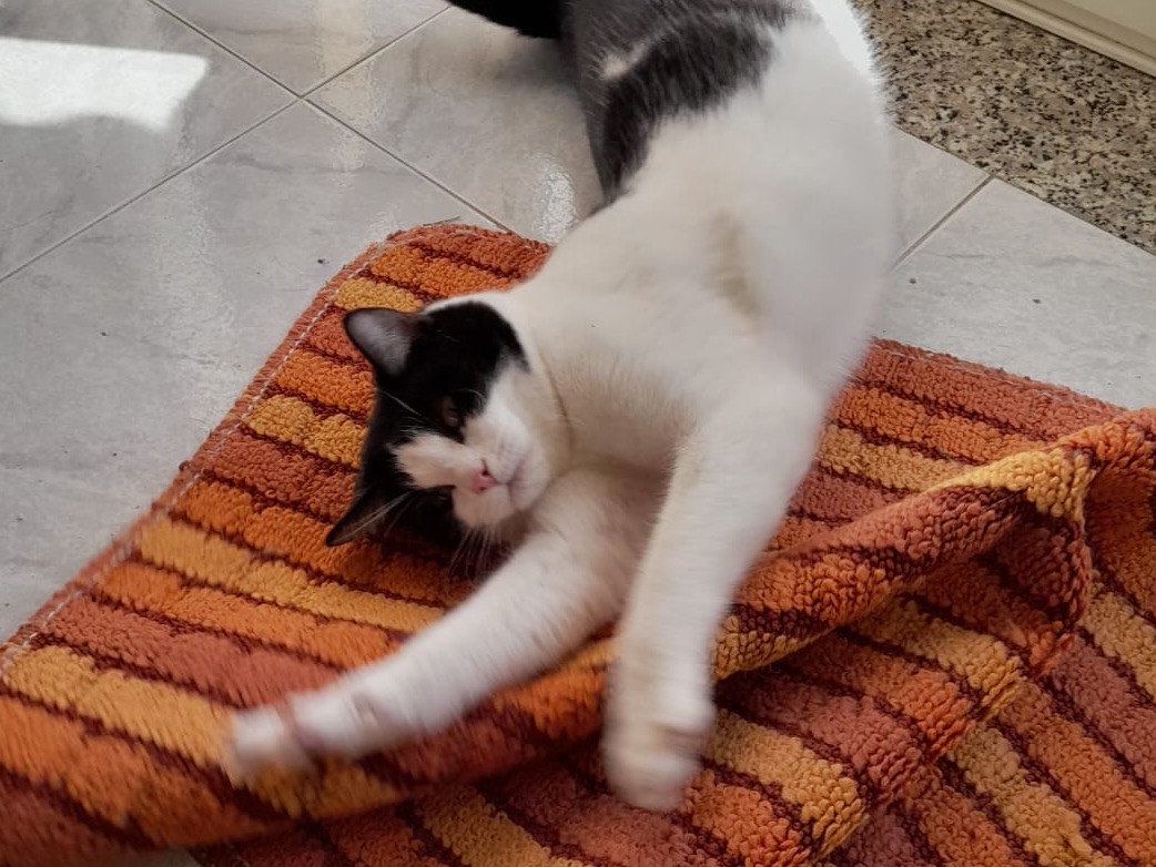 Adotta un gatto, taglia non valida, maschio, Asti