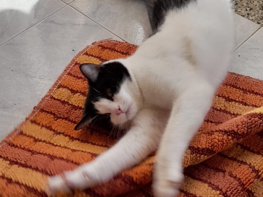 Adotta un gatto, taglia non valida, maschio, Bergamo