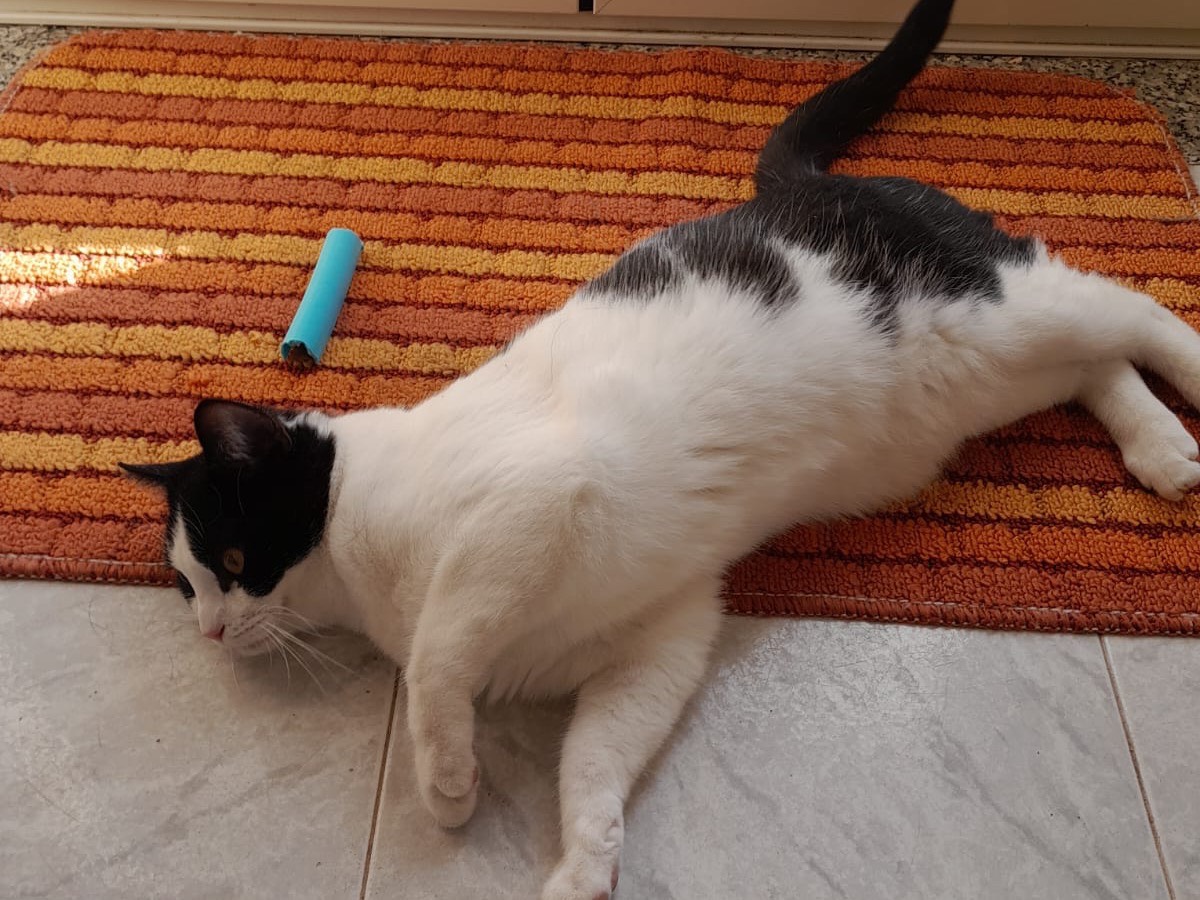 Vuoi adottare un gatto a Bergamo?