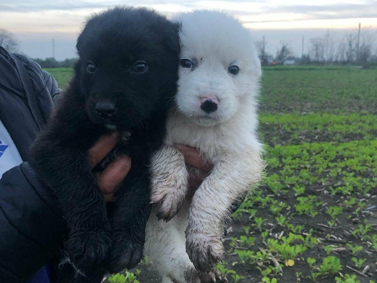 Adozione cane, femmina, Razza sconosciuta Razza sconosciuta, 2 mesi, taglia grande, Firenze
