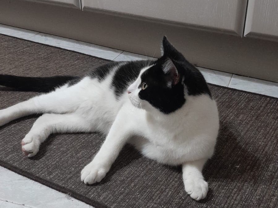 Adotta un gatto, maschio, 8 mesi, Biella