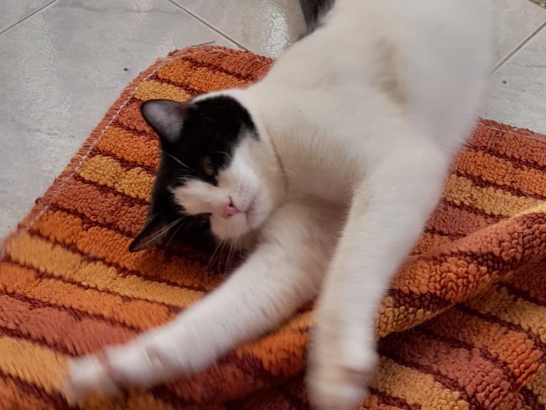 Adotta un gatto, taglia non valida, maschio, Biella