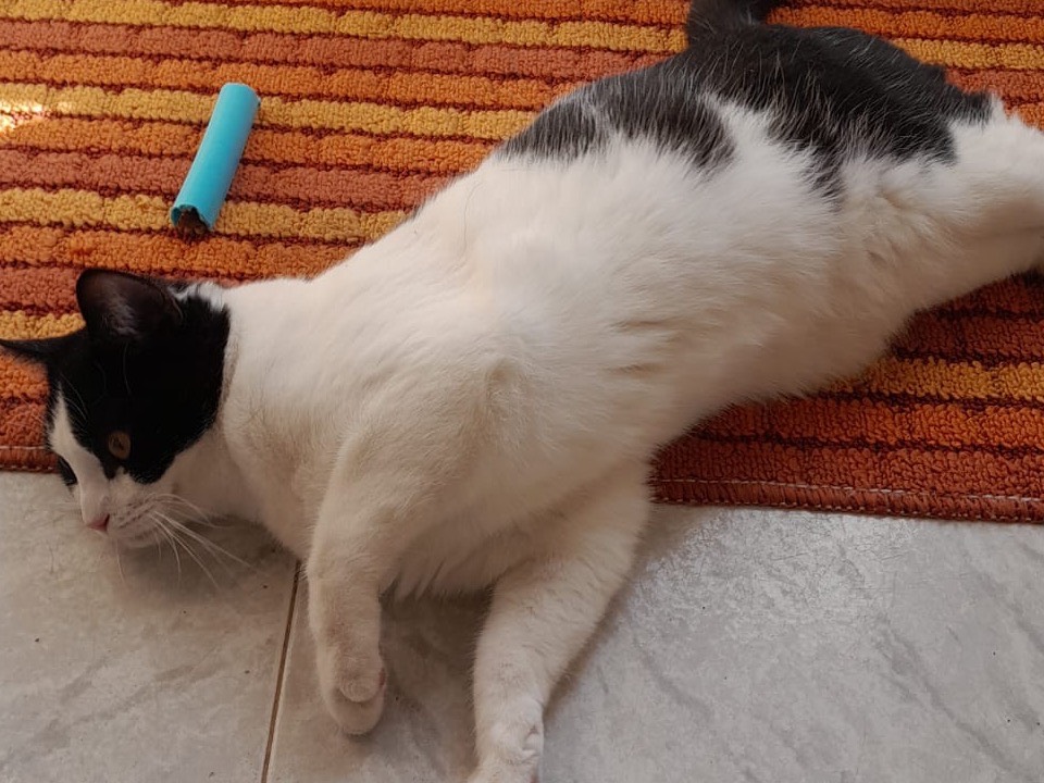 Vuoi adottare un gatto a Biella?