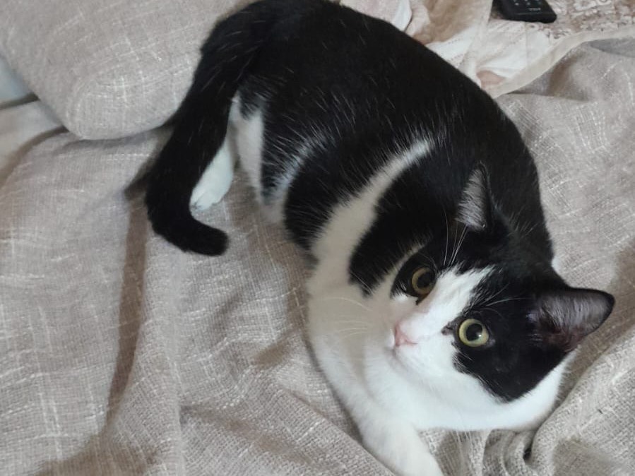 Adozione gatto, maschio, Razza sconosciuta Razza sconosciuta, 8 mesi, taglia non valida, Bologna