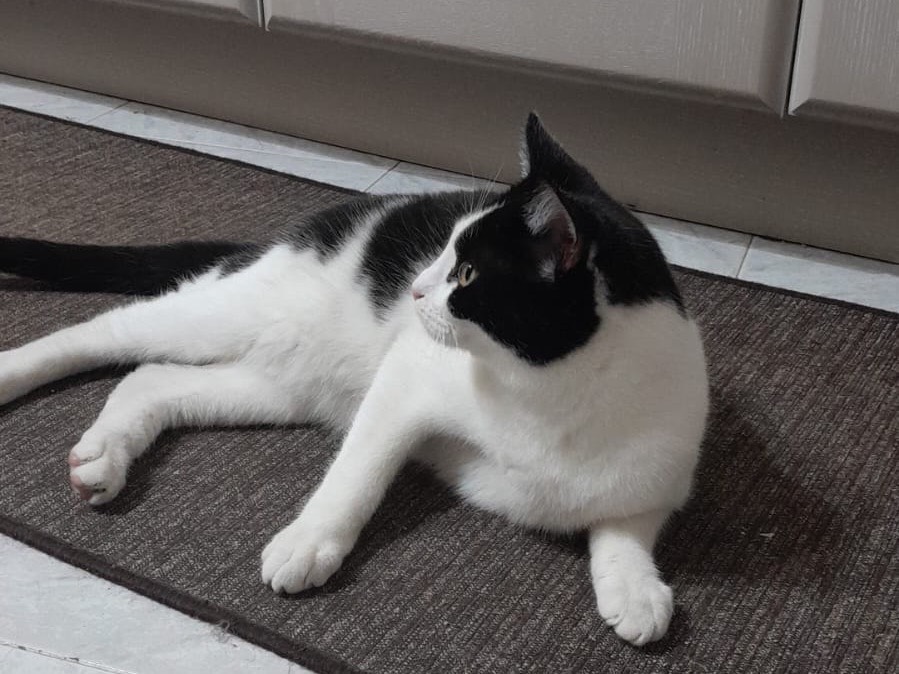 Adotta un gatto, maschio, 8 mesi, Bologna