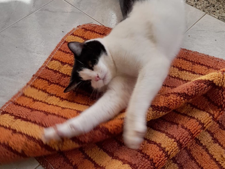 Adotta un gatto, taglia non valida, maschio, Bologna