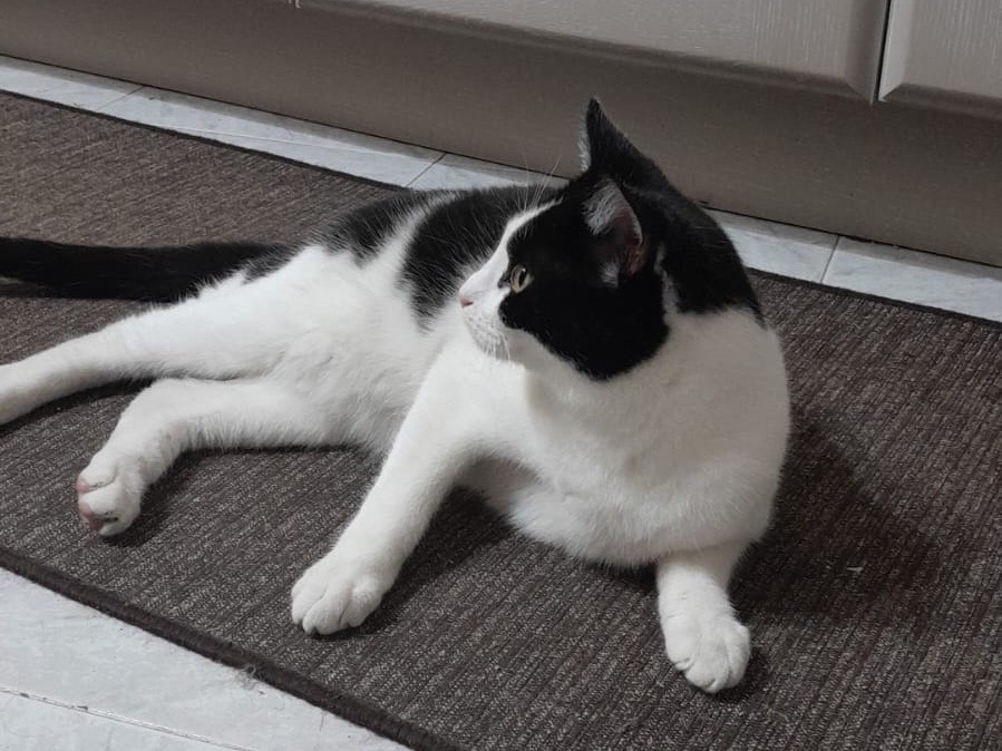 Adotta un gatto, maschio, 8 mesi, Firenze