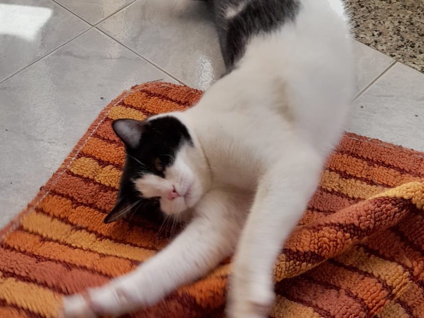 Adotta un gatto, taglia non valida, maschio, Firenze