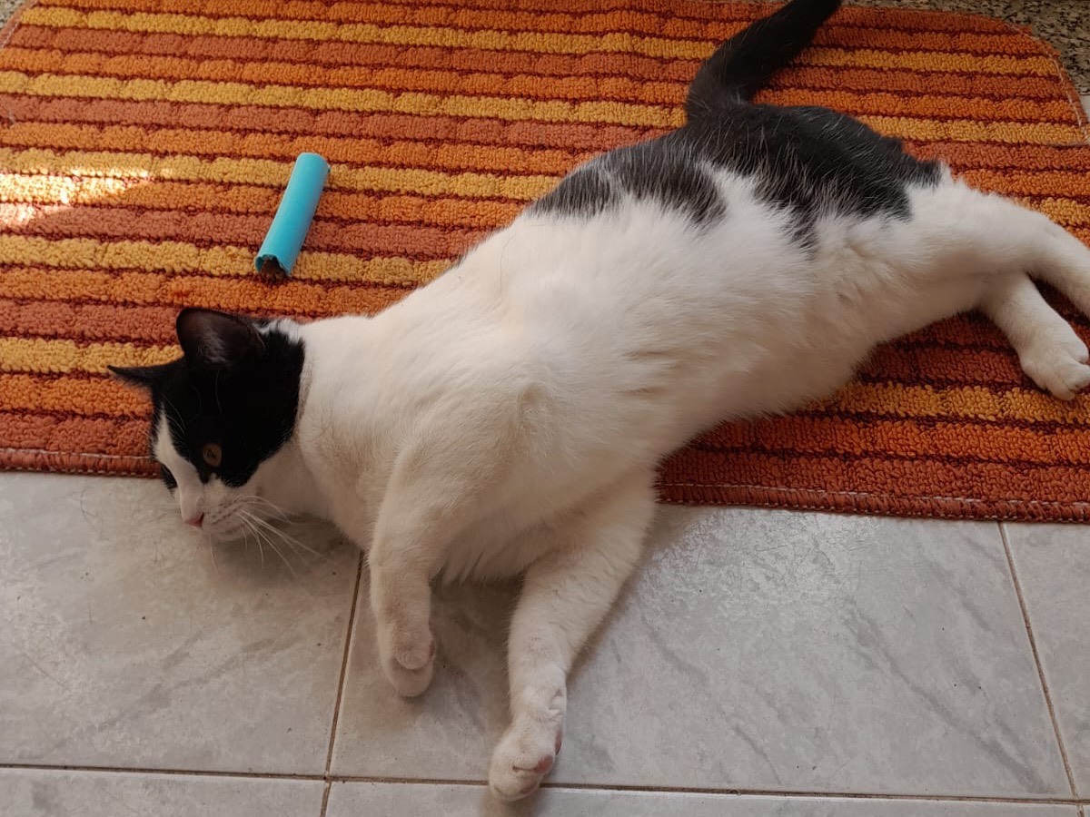 Vuoi adottare un gatto a Firenze?