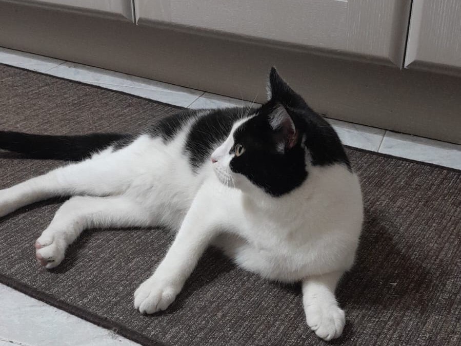 Adotta un gatto, maschio, 8 mesi, Genova