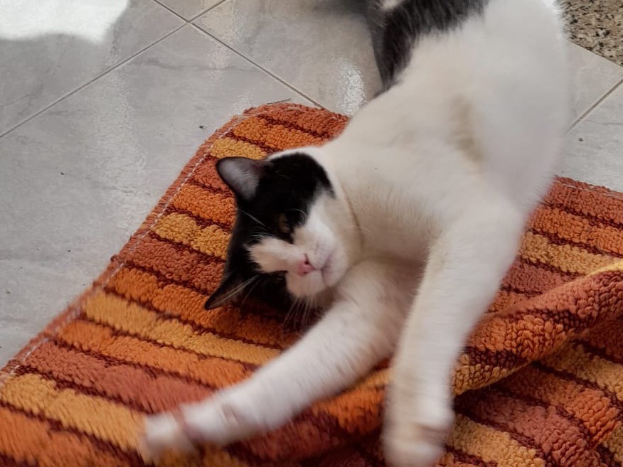 Adotta un gatto, taglia non valida, maschio, Genova