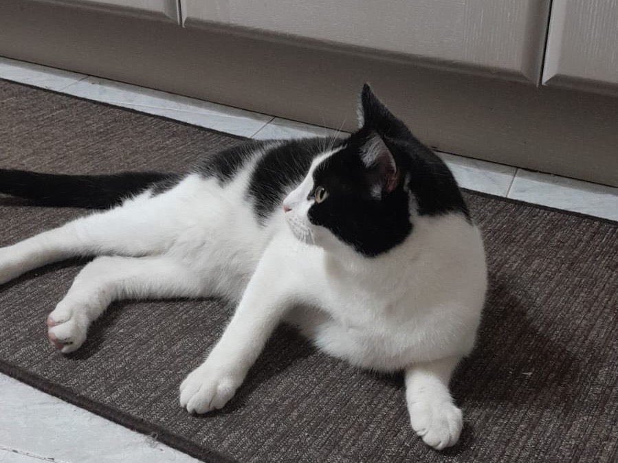 Adotta un gatto, maschio, 8 mesi, Modena