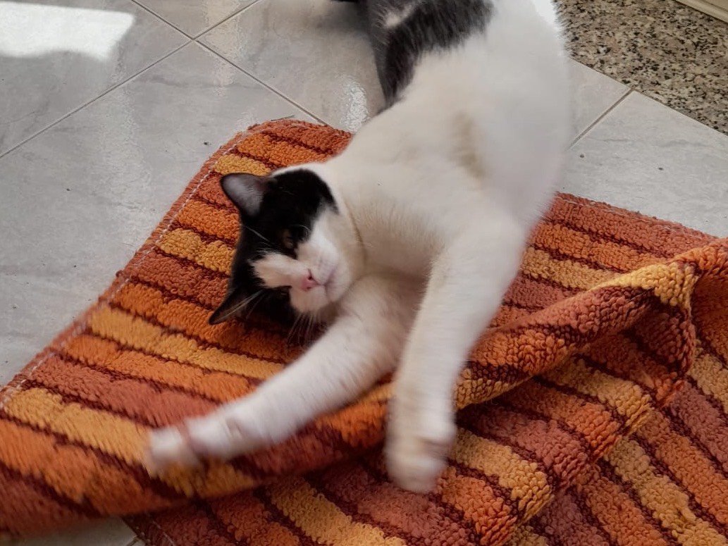 Adotta un gatto, taglia non valida, maschio, Modena