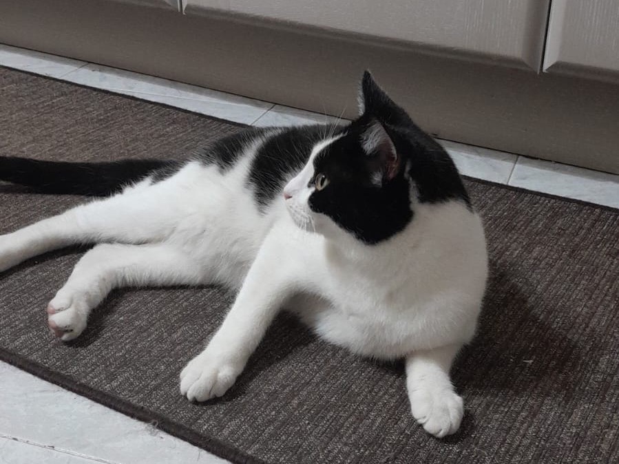 Adotta un gatto, maschio, 8 mesi, Roma