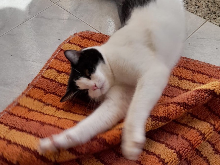 Adotta un gatto, taglia non valida, maschio, Viterbo