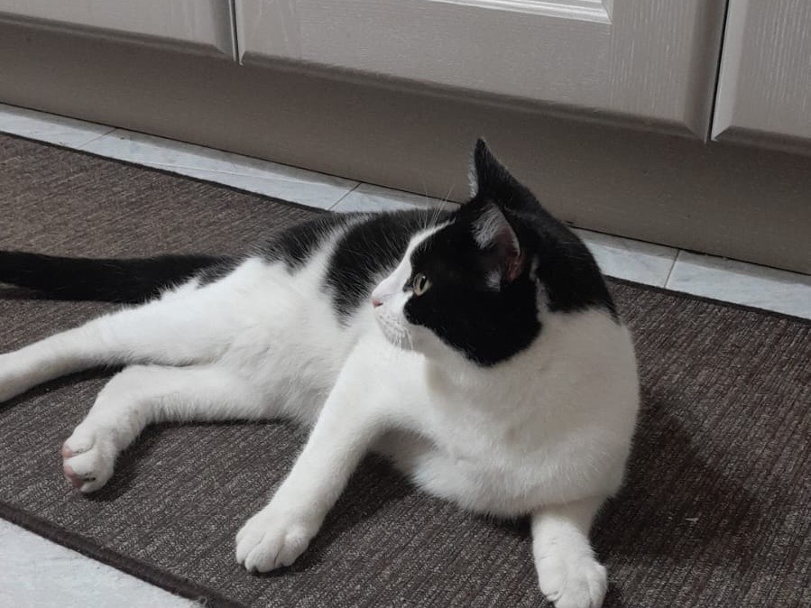 Adotta un gatto, maschio, 8 mesi, Ferrara