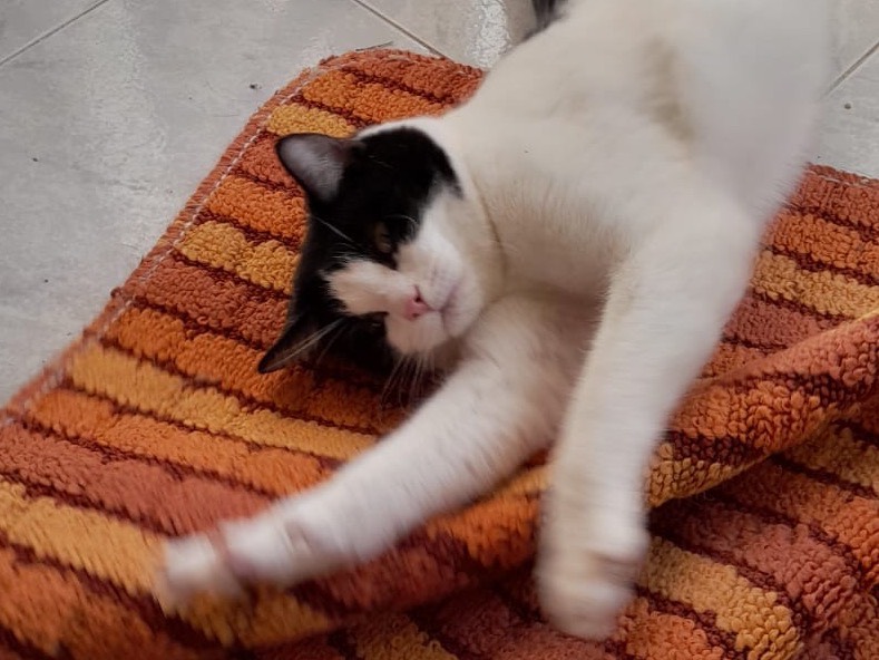 Adotta un gatto, taglia non valida, maschio, Ferrara