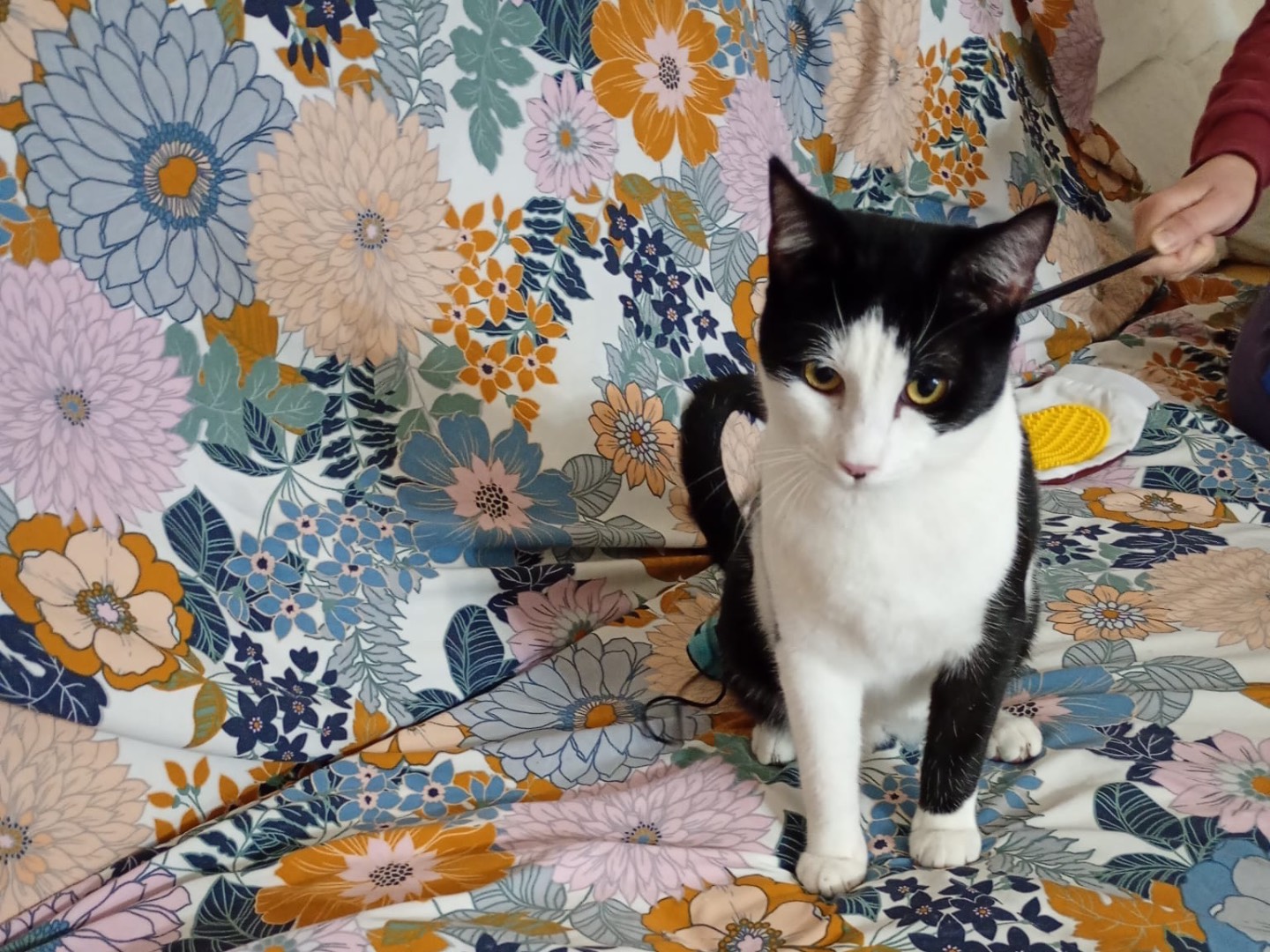 Vuoi adottare un gatto a Alessandria?