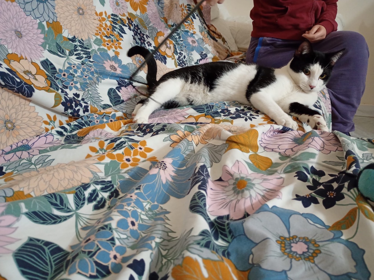 Adotta un gatto, taglia non valida, maschio, Firenze