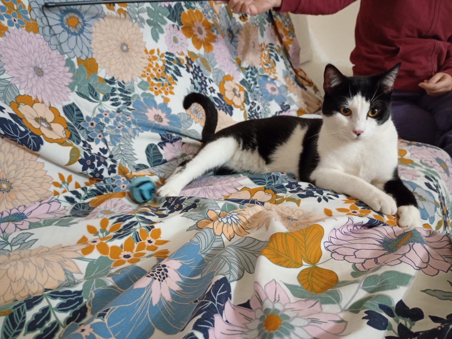 Adotta un gatto, taglia non valida, maschio, Bologna