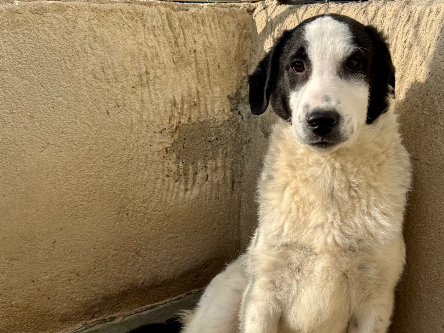 Adozione cane, maschio, Razza sconosciuta Razza sconosciuta, 5 mesi, taglia media, Salerno
