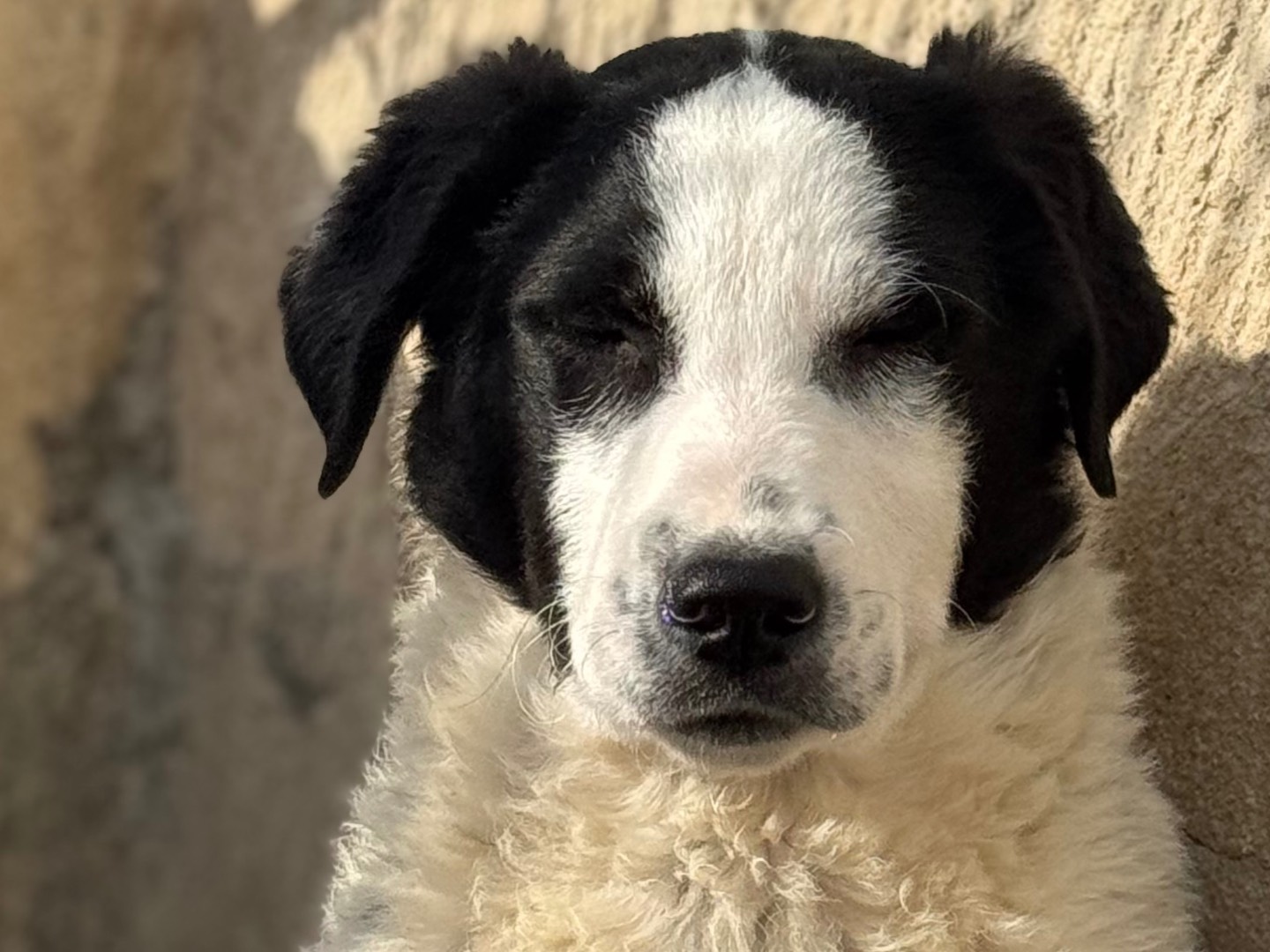 Adotta un cane, maschio, 5 mesi, Salerno