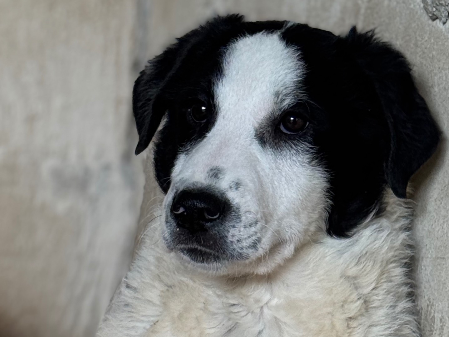 Adotta un cane, taglia media, maschio, Salerno