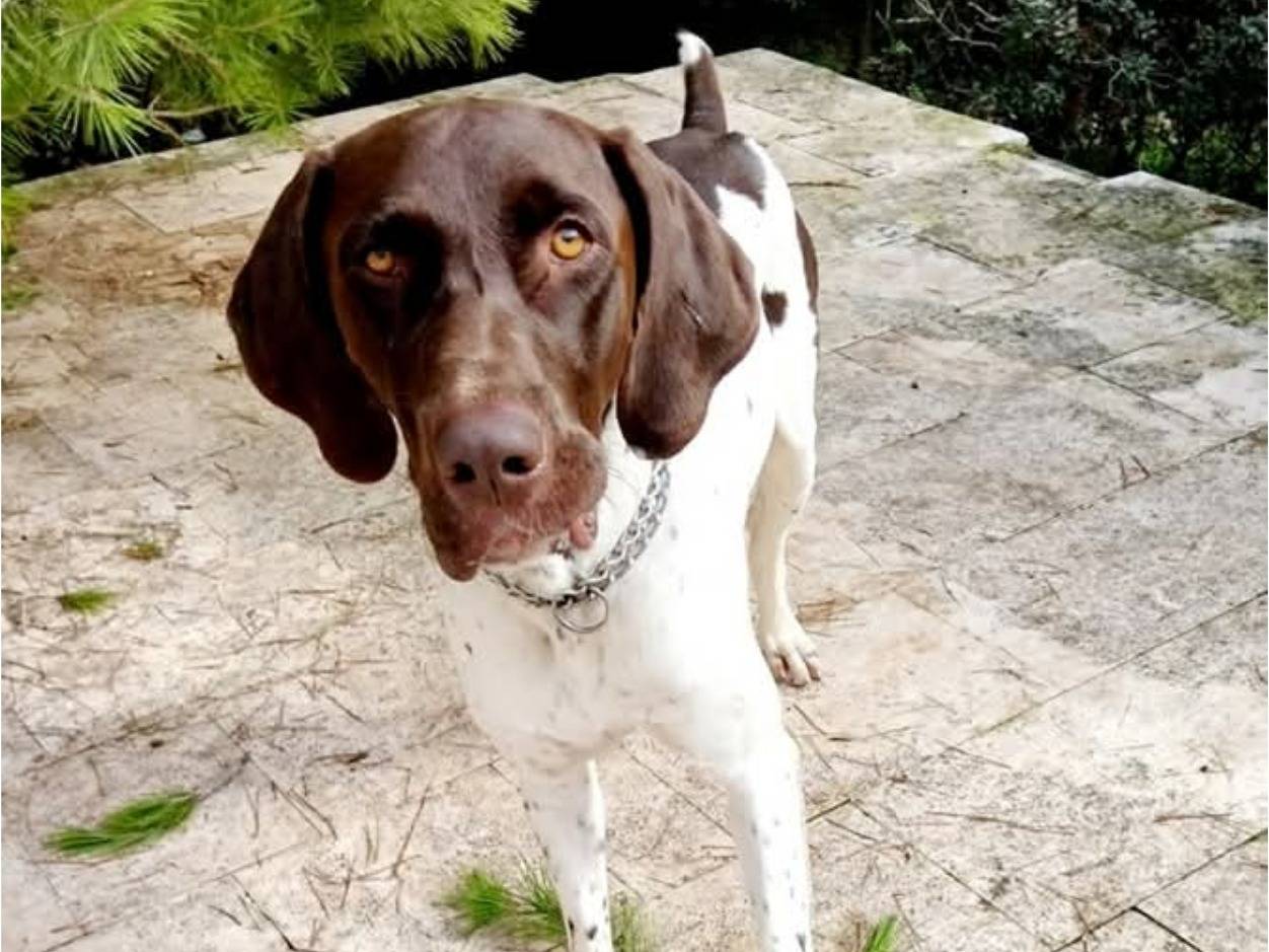 Adozione cane, maschio, Bracco Razza sconosciuta, 2 anni e 1 mese, taglia grande, Bari