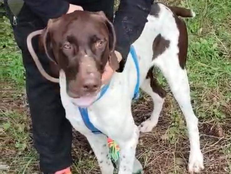 Adotta un cane, maschio, 2 anni e 1 mese, Bari