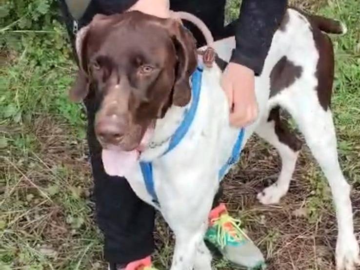 Vuoi adottare un cane a Bari?