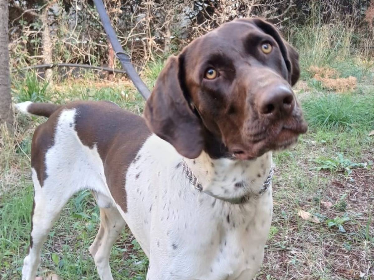 Adotta il cane Duca a Bari