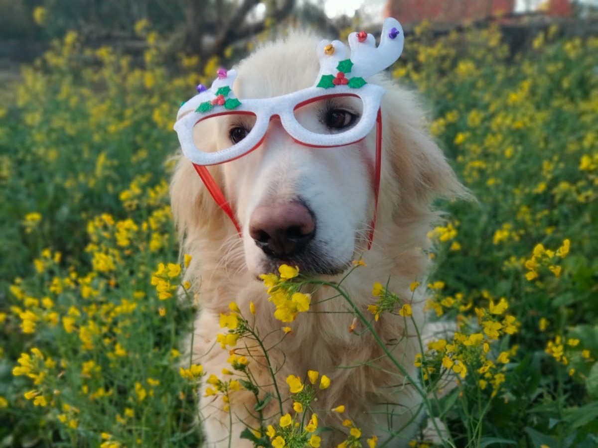 Adozione cane, femmina, Razza sconosciuta Razza sconosciuta, 1 anno e 11 mesi, taglia grande, Siracusa