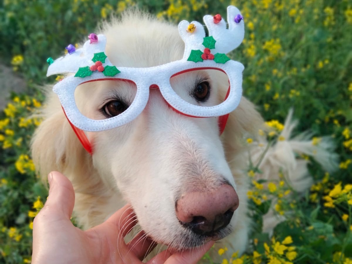 Adotta un cane, femmina, 1 anno e 11 mesi, Siracusa