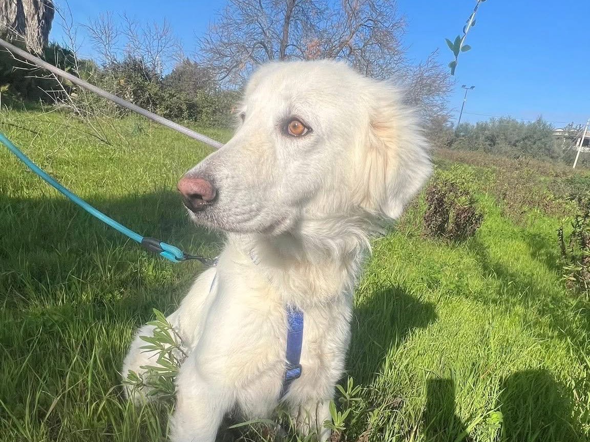 Adotta un cane, taglia grande, femmina, Siracusa