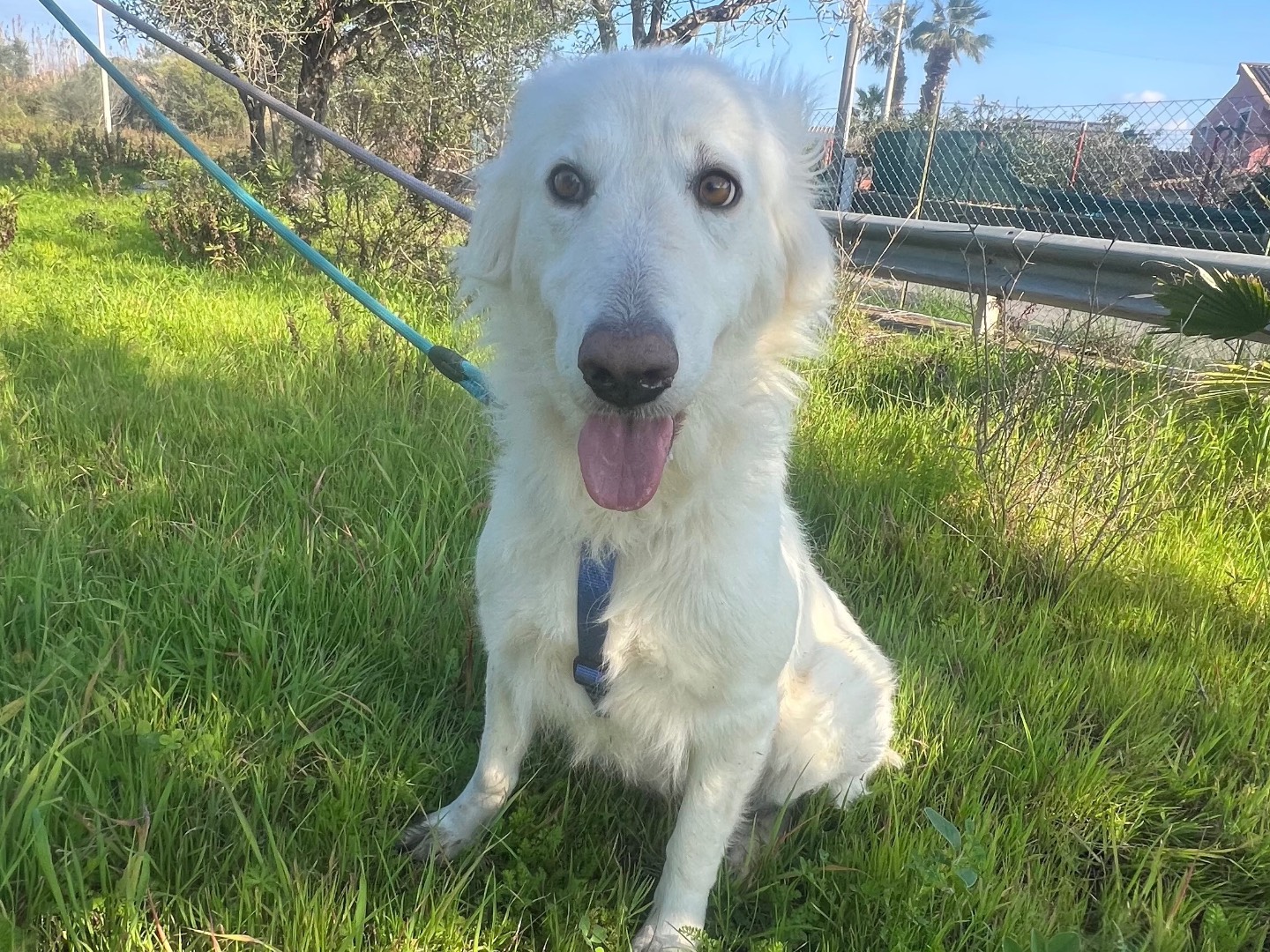 Vuoi adottare un cane a Siracusa?