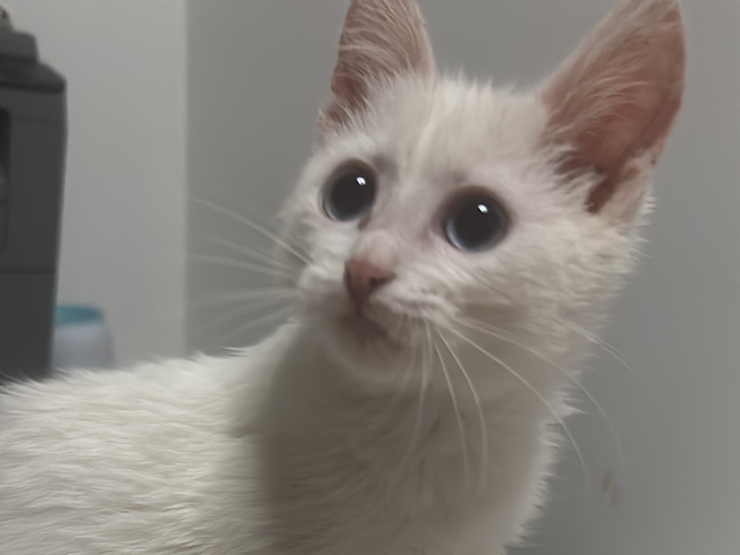 Adozione gatto, femmina, Razza sconosciuta Razza sconosciuta, 3 mesi, taglia non valida, Bari