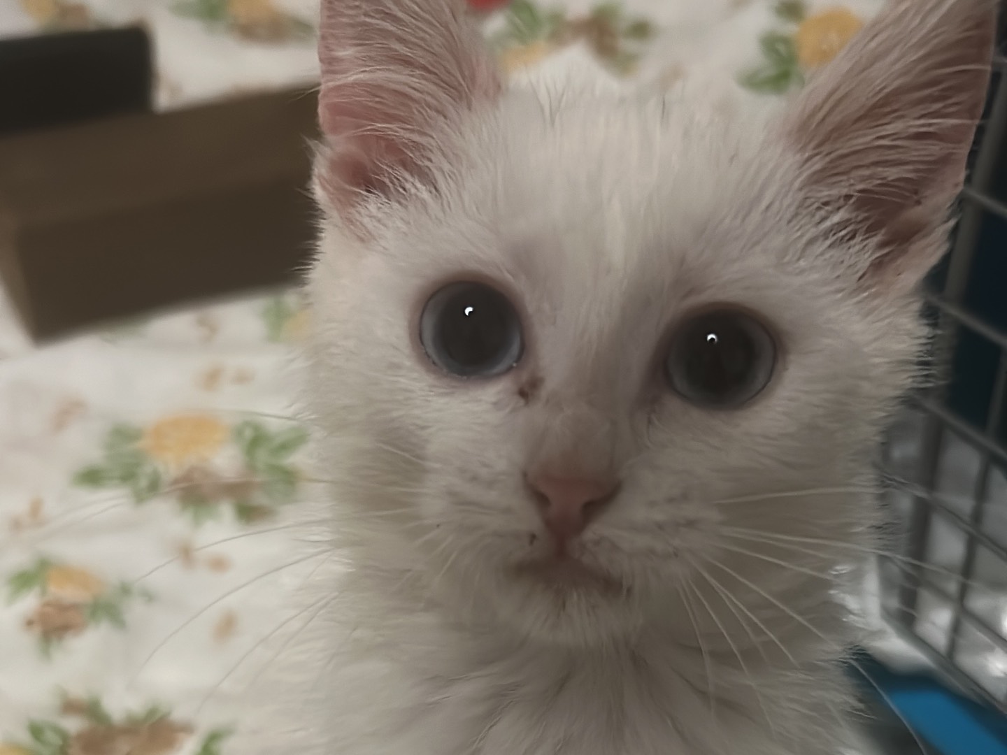 Adotta un gatto, femmina, 3 mesi, Bari