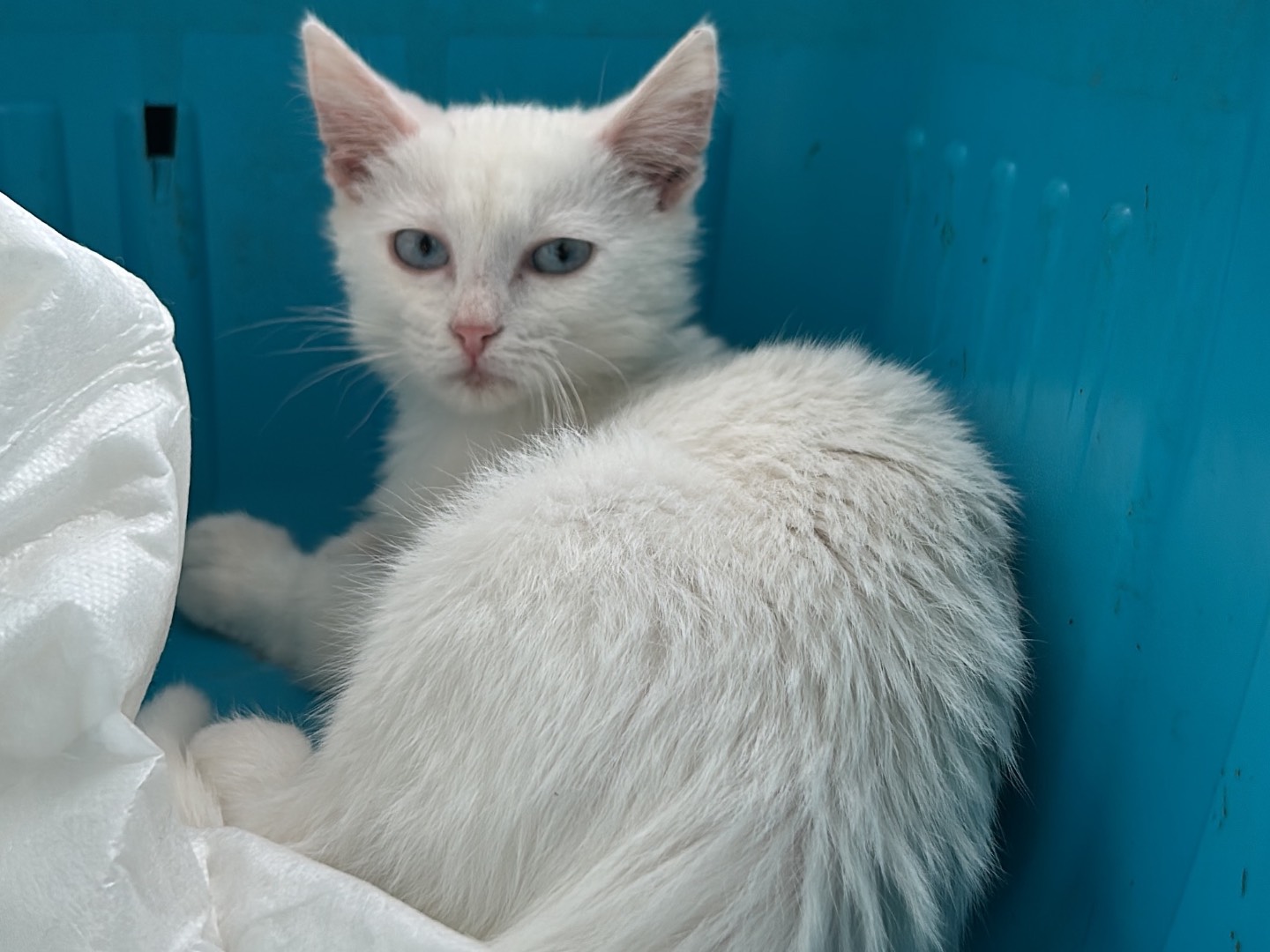 Adotta un gatto, taglia non valida, femmina, Bari