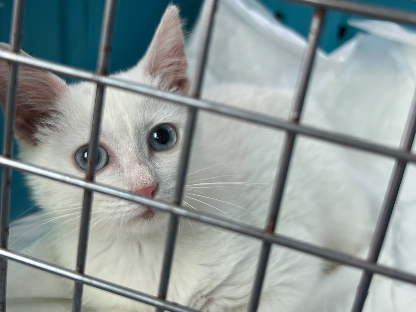 Vuoi adottare un gatto a Bari?